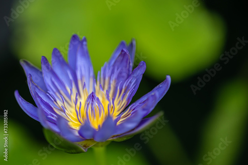 Closeup shot of a pink water lily or lotus flower blooming with yellow stigma at the middle. It has dark green background in the shot.