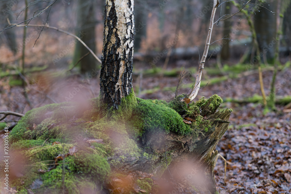 Fototapeta premium Regen im Februar, Wald mit Buchen Birken und Moos