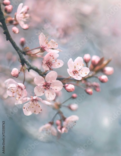 Cherry Blossoms Blooming at the start of Spring - Last days of Winter announcing the new Season of Spring - Sakura Festival Hanami 