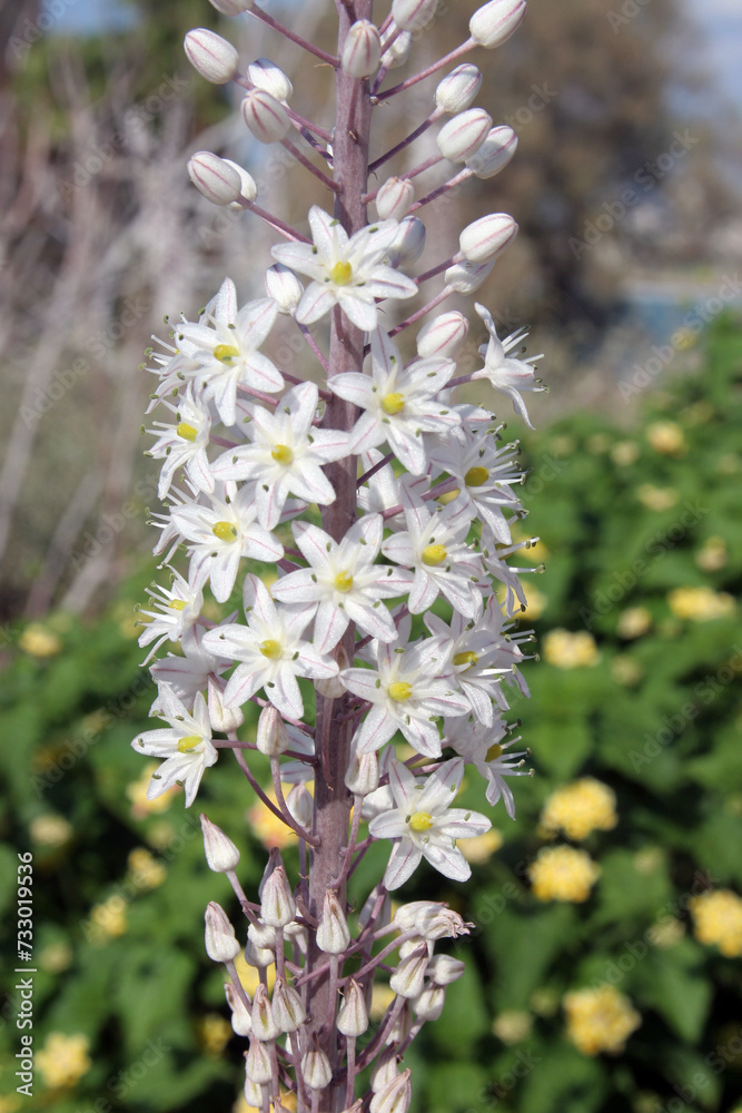White Squill, growing wild in a Mediterranean garden in Jaffa, Israel White Squill, growing wild in a Mediterranean garden in Jaffa, Israel