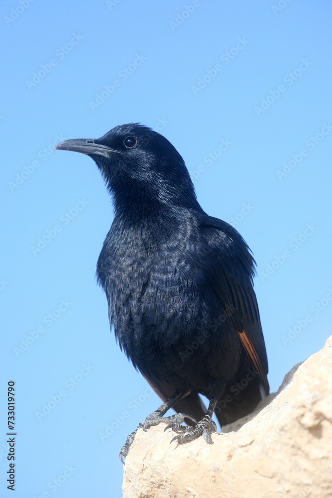 Obraz premium A bird sits on the ruins at Masada, an ancient Jewish fortress in Israel
