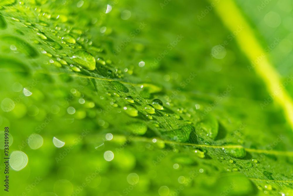 Macro closeup of Beautiful fresh green leaf with drop of water in morning sunlight nature background.