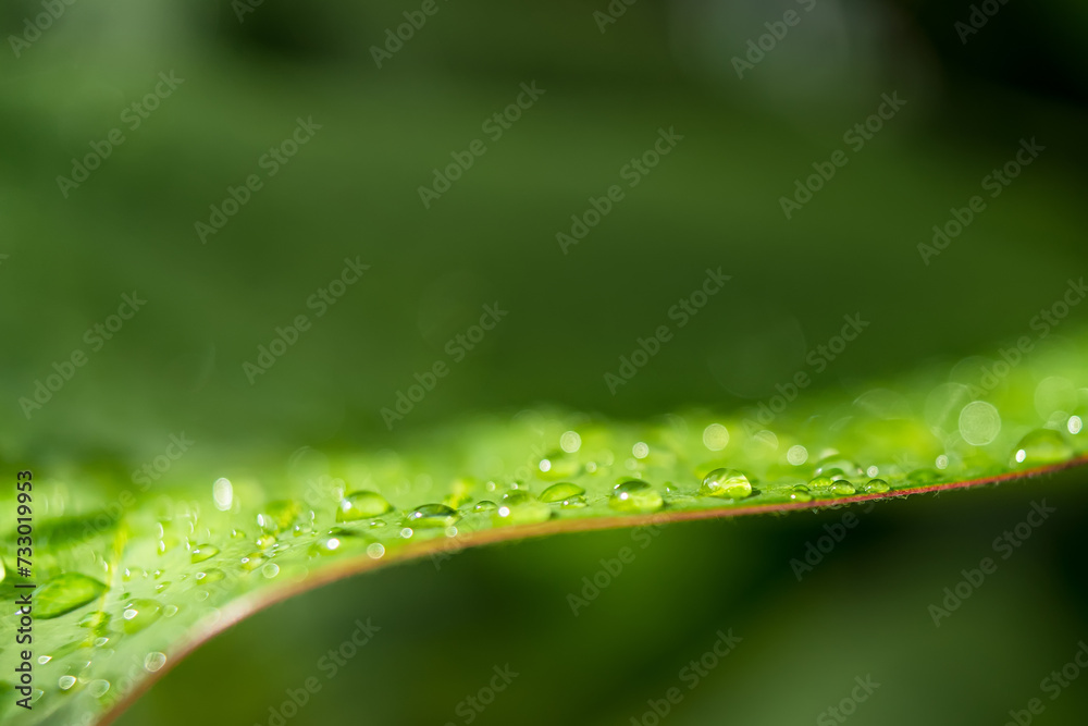 Macro closeup of Beautiful fresh green leaf with drop of water in morning sunlight nature background.