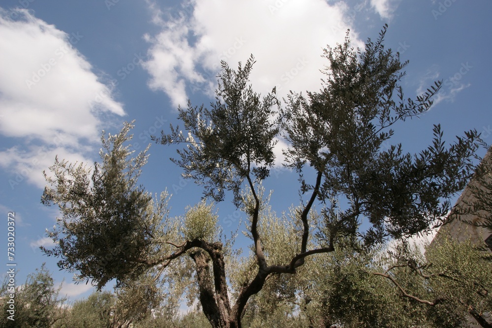 Olive trees in famous Garden of Gethsemane Jerusalem, Israel Olive trees in famous Garden of Gethsemane Jerusalem, Israel