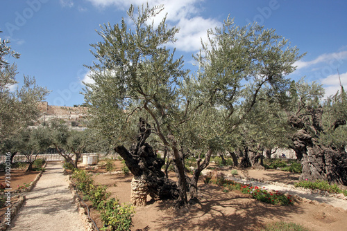 фотографія Olive trees in famous Garden of Gethsemane Jerusalem, Israel