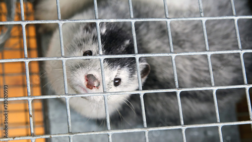 A caged farm mink looks through the bars.