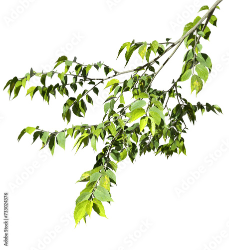Fototapeta Naklejka Na Ścianę i Meble -  Leafy branches nature on transparent backgrounds 3d rendering png