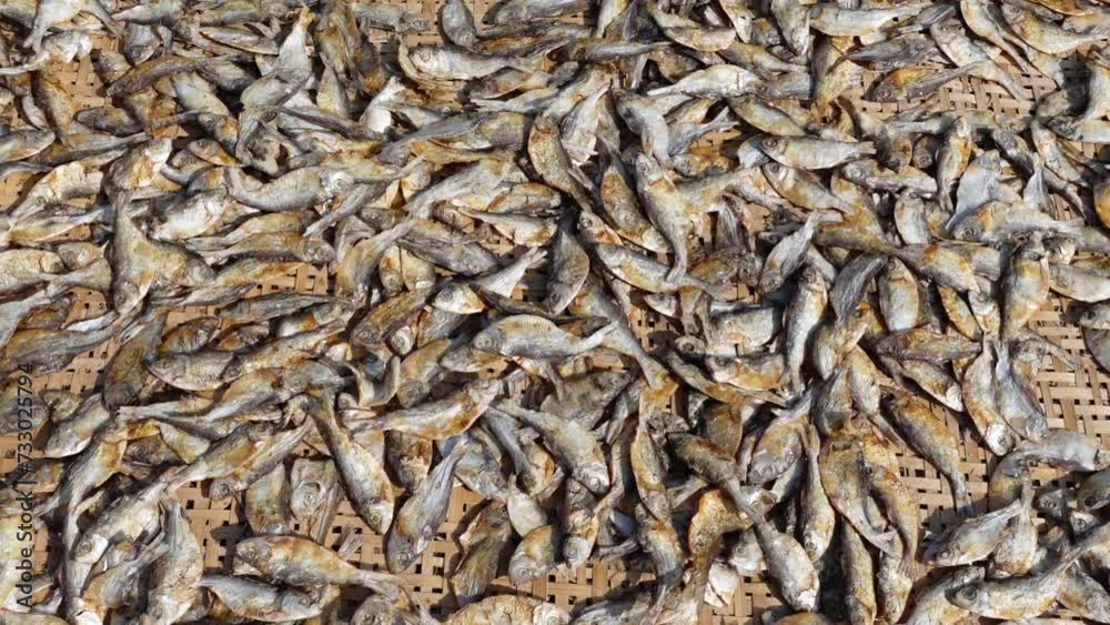 Raw sea fish is extracted and dried in open air and sunlight at Sundarbans khulna District. Raw sea fish is extracted and dried in open air and sunlight at Sundarbans khulna District.