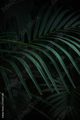 Close up fresh green tropical palm leaves in dark background © Napon