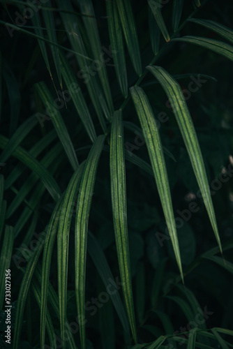 Close up fresh green tropical palm leaves in dark background 