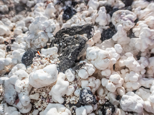 Piedras en forma de palomita, Pop Corn Beach, Fuerteventura, Islas Canarias