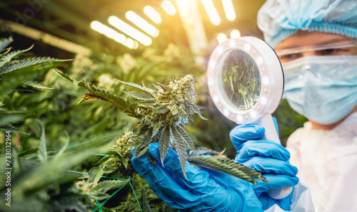 Female researcher examine cannabis leaves and buds in a greenhouse.