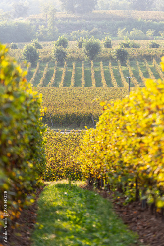 Autumn season in Franciacorta district area  Brescia province in Lombardy district  Italy  Europe.