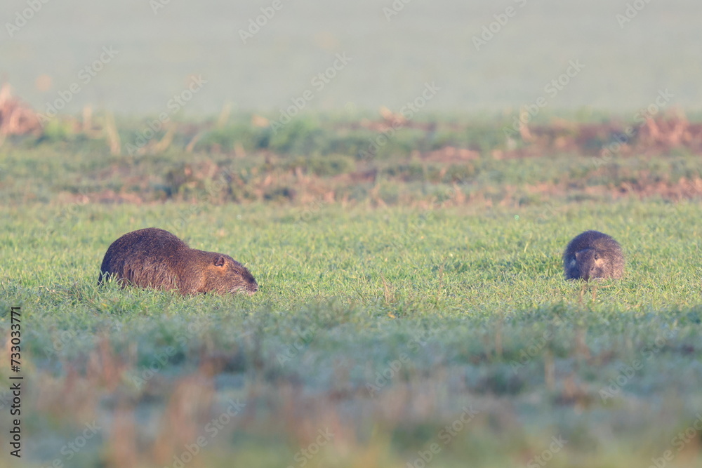 Obraz premium nutria al campo