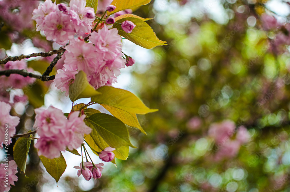 Sakura is the name given to trees of the pink family, the subfamily of