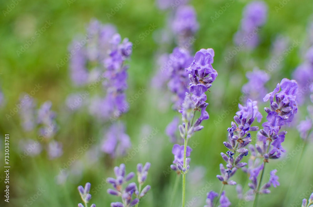 Gentle purple lavender flowers grow on the field outdoors for a bouquet Gentle purple lavender flowers grow on the field outdoors for a bouquet
