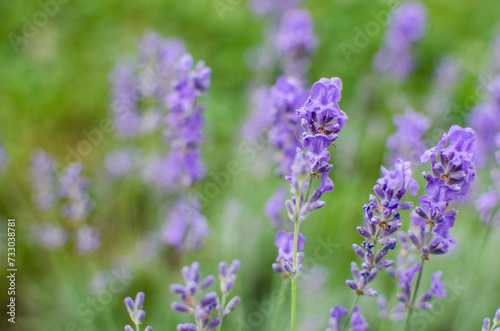 Gentle purple lavender flowers grow on the field outdoors for a bouquet