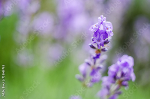 Fototapeta Naklejka Na Ścianę i Meble -  Gentle purple lavender flowers grow on the field outdoors for a bouquet