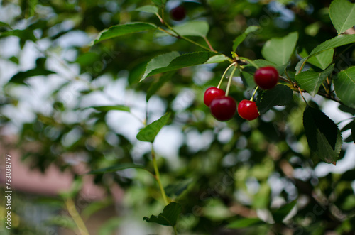 cherries, red and ripe cherries for healthy eating with vitamins and making juice