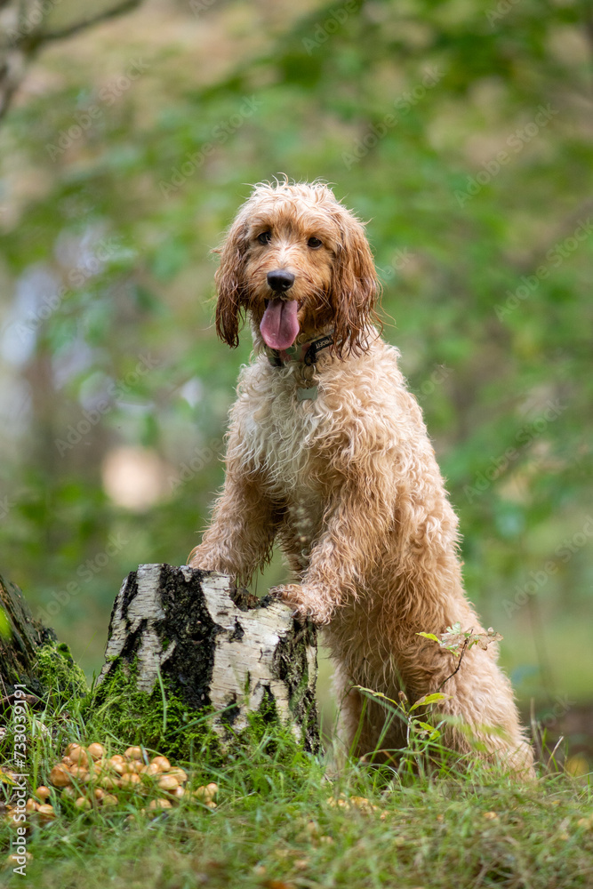 Cute wet dog cockapoo breed standing proudly in th forest