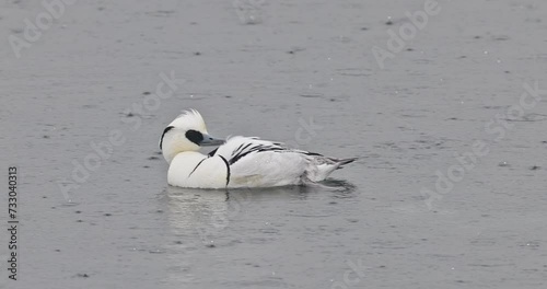 Smew