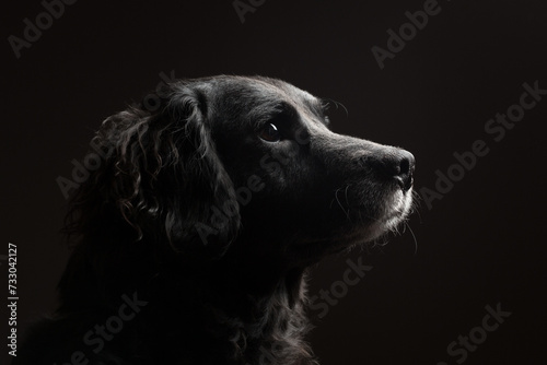 adorable black and white old retriever type mixed breed dog head profile portrait in the studio against a dark background photo