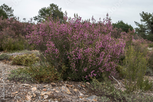 Quadro em tela Spanish heath, Erica australis
