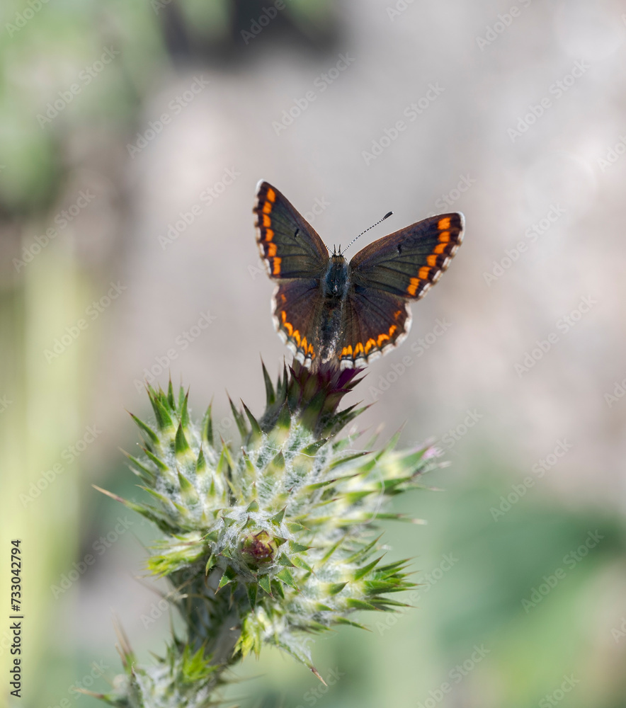 Obraz premium Southern brown argus, Aricia cramera, feeding on a Slender-flower thistle, Carduus tenuiflorus. Photo taken in Colmenar Viejo, Madrid, Spain