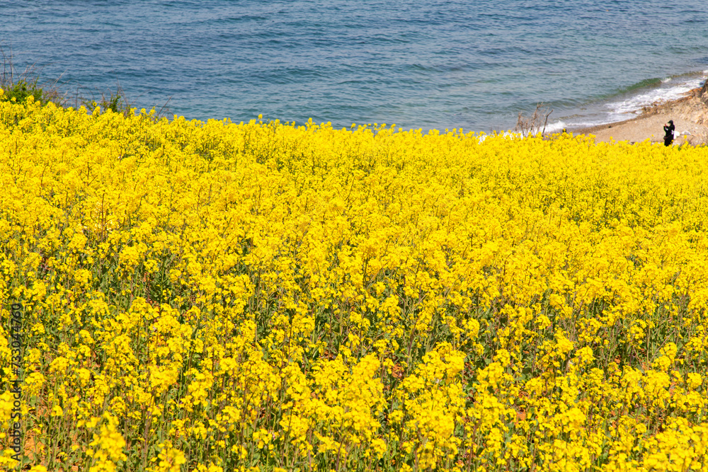 Field of yellow canola flowers at the seaside