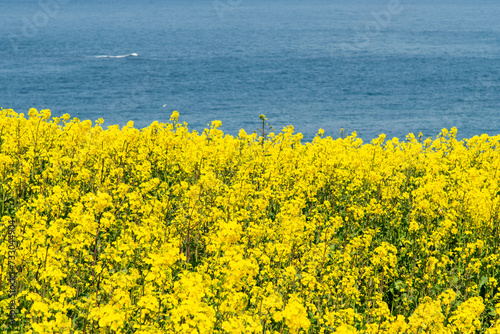 Field of yellow canola flowers at the seaside © 안구정화