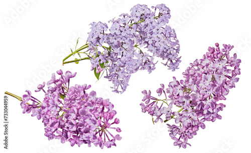 isolated violet beautiful blooms of three lilac branches