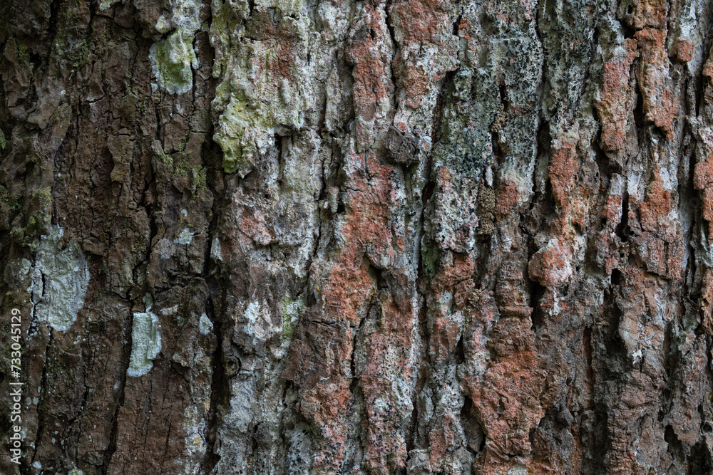 dry tree bark texture and background, nature concept dry tree bark texture and background, nature concept