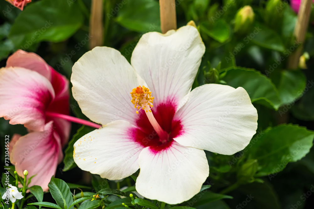 colorful flower garden background colorful flower garden background