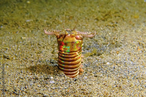 Photography Underwater worm Eunice aphroditois on the seabed