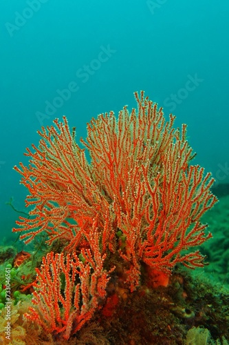 Underwater coral reef structure on the bottom. Ocean wildlife in the murky green water. Scuba diving on thre tropical coral reef.