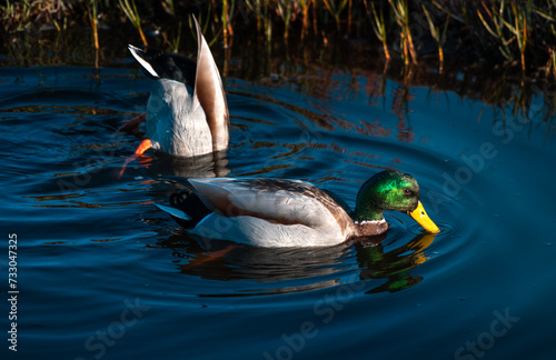 Pato real num lago
