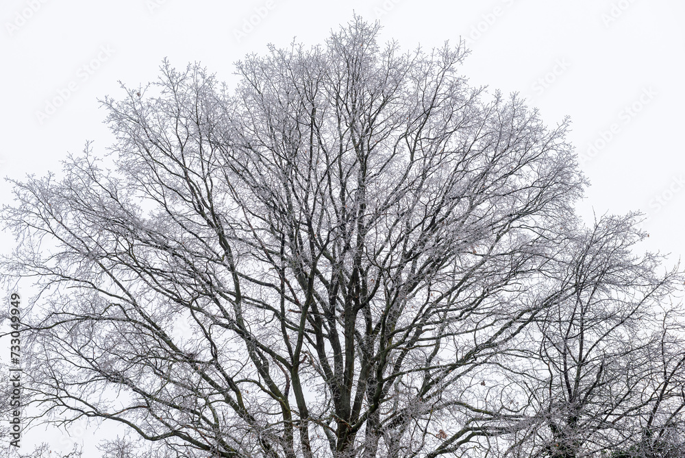 Fototapeta premium Baumkrone eines unbelaubten und mit Schnee und Eis behangenen Laubbaumes im Winter vor weißem Himmelshintergrund