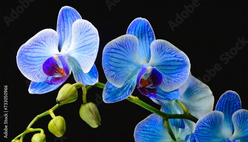 orchid blue flower