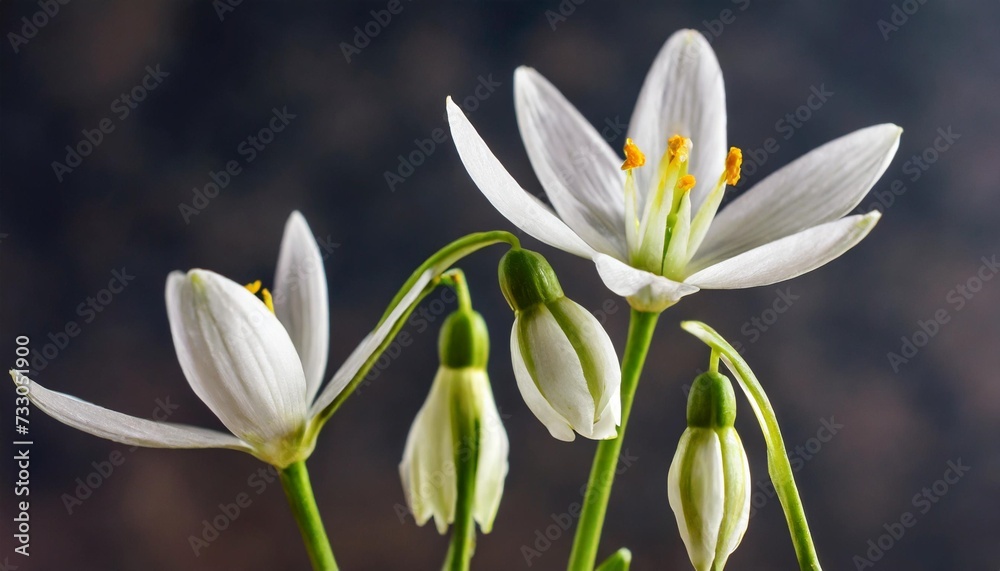 Fototapeta premium few eucharis flowers and unopened buds on dark background close up view