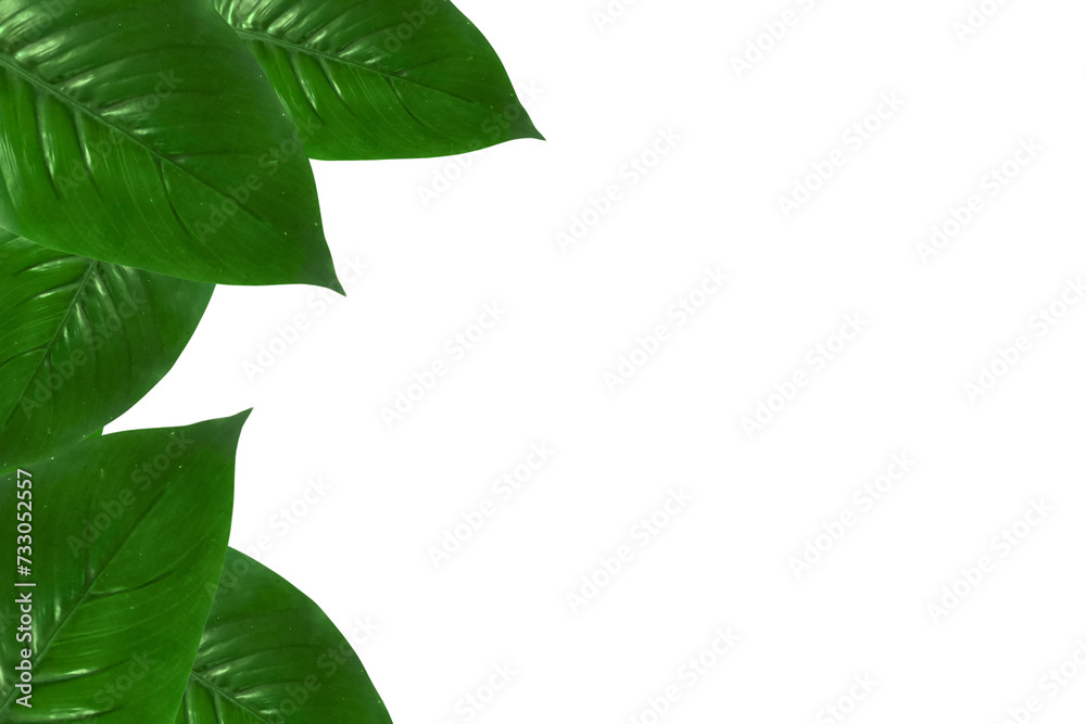 Realistic green leaves frame design on white background