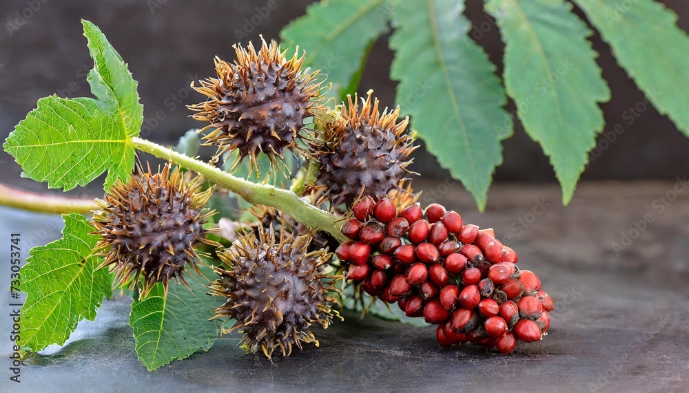 castor oil plant with seed capsules and leaves isolated transparent png ricinus communis fruits castor oil plant with seed capsules and leaves isolated transparent png ricinus communis fruits
