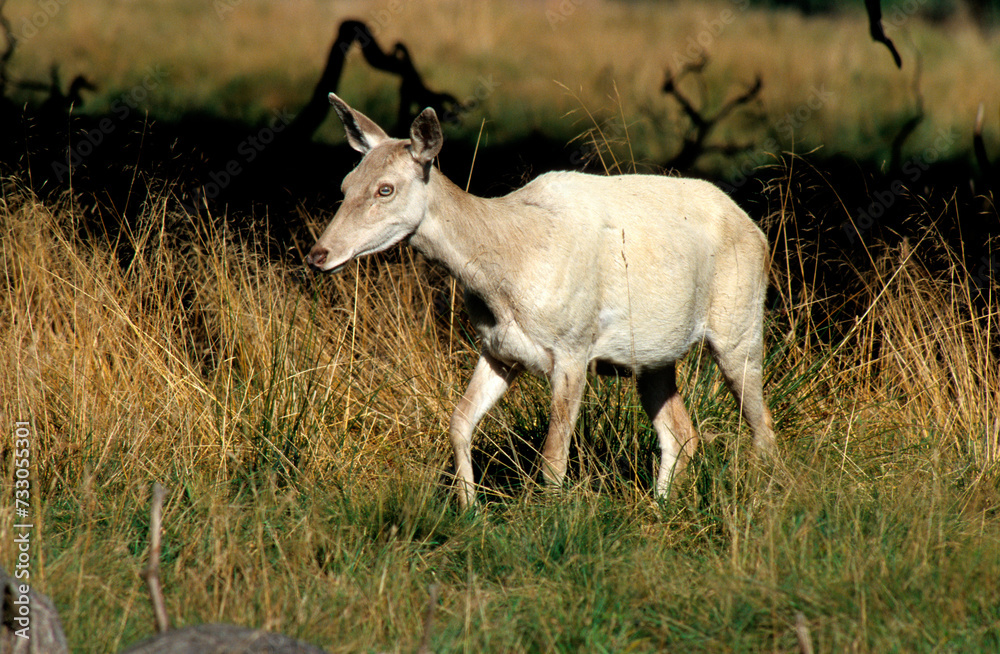 Fototapeta premium Cerf elaphe, biche blanche, Cervus elaphus,