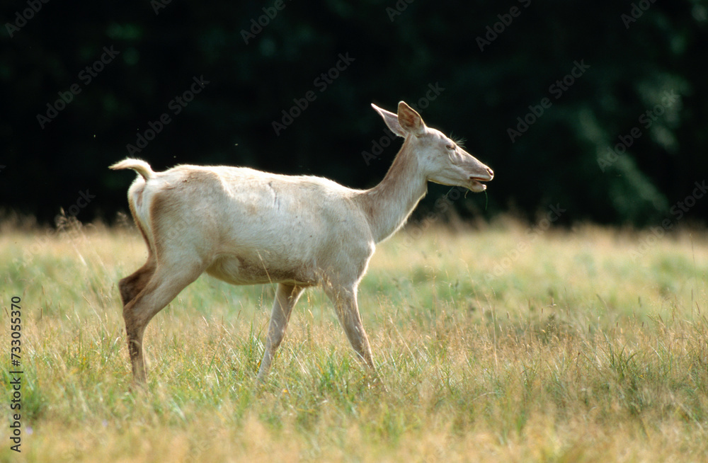 Obraz premium Cerf elaphe, biche blanche, Cervus elaphus,