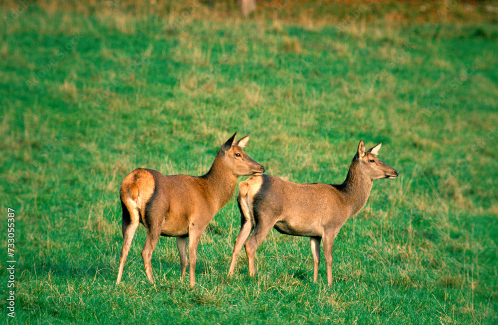 Cerf élaphe, biche, faon, Cervus elaphus Cerf élaphe, biche, faon, Cervus elaphus