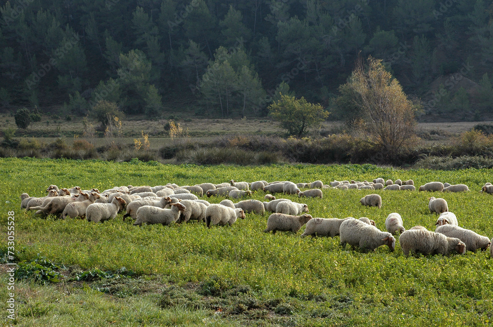 Mouton; race Mourerous, agneau, Alpes du sud
