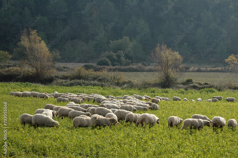 Obraz premium Mouton; race Mourerous, agneau, Alpes du sud