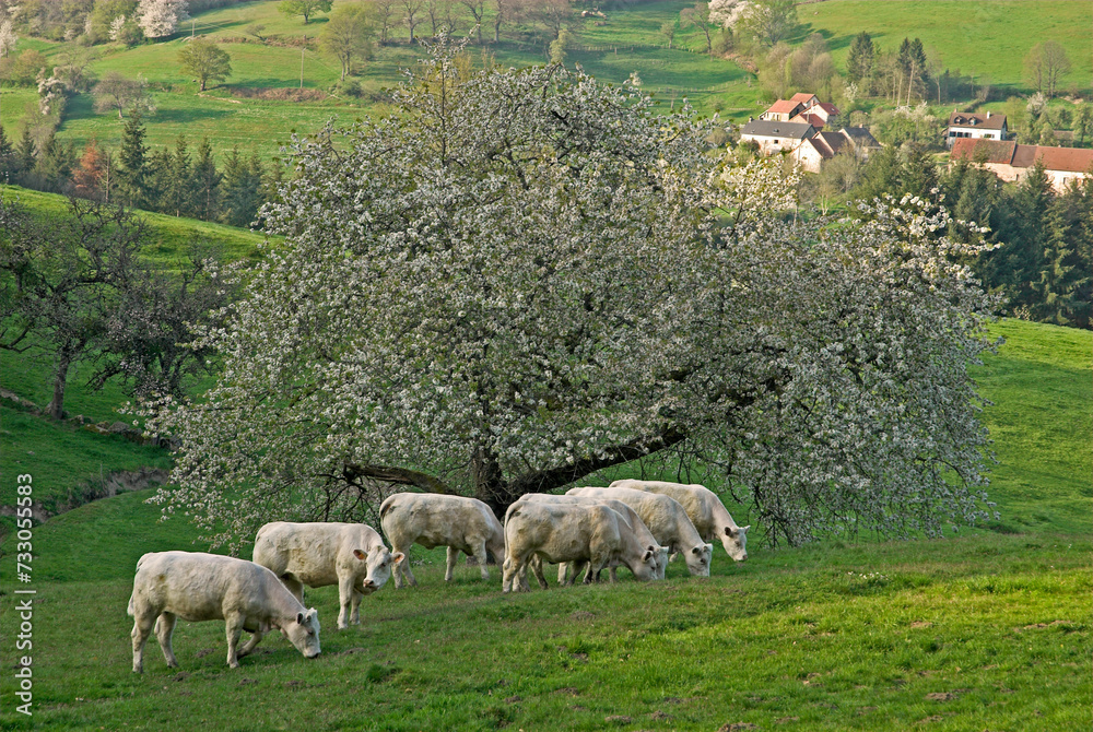 Obraz premium Vache, race charolaise, Merisier, Prunus avium, Parc naturel régional du Morvan, 58, Nièvre, France