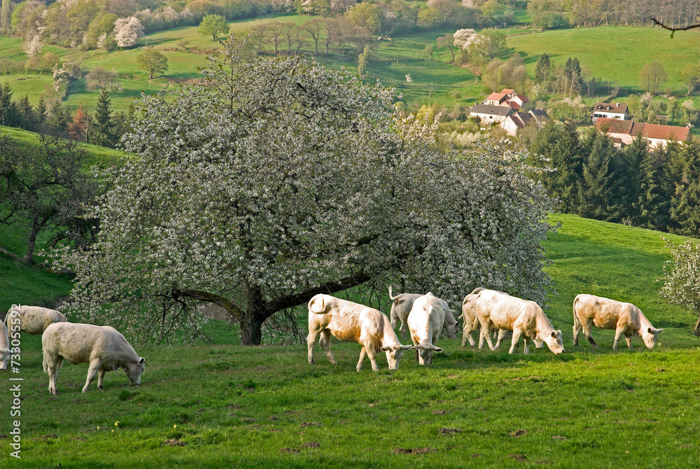 Obraz premium Vache, race charolaise, Merisier, Prunus avium, Parc naturel régional du Morvan, 58, Nièvre, France