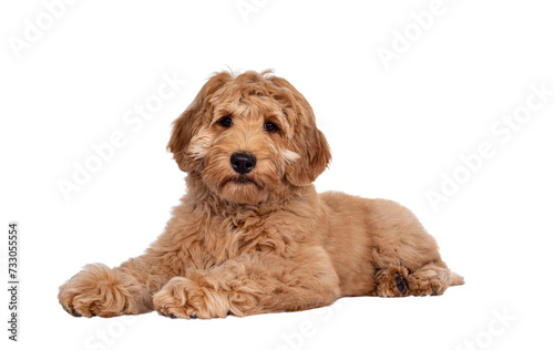 Cute 4 months young Labradoodle pup, laying down side ways. Looking at camera with closed mouth. Isolated cutout on transparent background. © Nynke