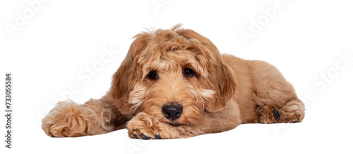 Cute 4 months young Labradoodle pup, laying down side ways. Haed on paws looking very sad beside camera with closed mouth. Isolated cutout on transparent background. photo